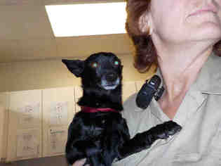 Chiranian Dogs for adoption in Santa Maria, CA, USA
