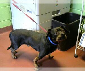 Doxie-Pin Dogs for adoption in Murfreesboro, TN, USA
