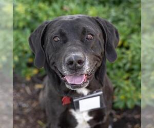 Labrador Retriever-Unknown Mix Dogs for adoption in San Diego, CA, USA