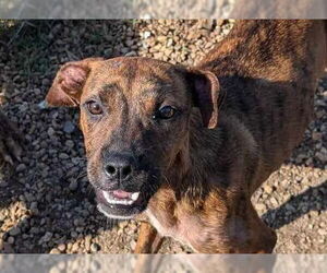 Mountain Cur-Unknown Mix Dogs for adoption in Anniston, AL, USA
