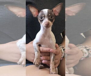 Chihuahua Dogs for adoption in Peralta, NM, USA