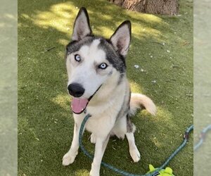 Siberian Husky-Unknown Mix Dogs for adoption in Austin, TX, USA