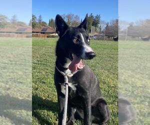 Border Collie-Unknown Mix Dogs for adoption in Penngrove, CA, USA