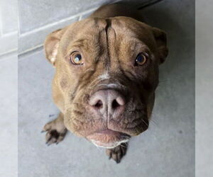 American Pit Bull Terrier-Unknown Mix Dogs for adoption in Jefferson, WI, USA