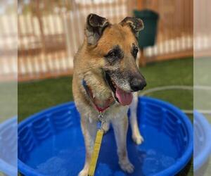 German Shepherd Dog-Unknown Mix Dogs for adoption in Las Vegas, NV, USA