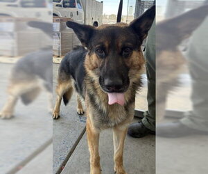 German Shepherd Dog Dogs for adoption in Bakersfield, CA, USA
