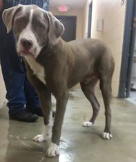 American Pit Bull Terrier-Great Dane Mix Dogs for adoption in Morehead, KY, USA