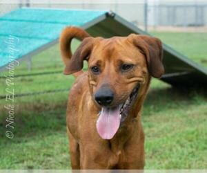 Labrador Retriever Dogs for adoption in Virginia Beach, VA, USA