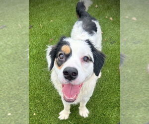 Border-Aussie Dogs for adoption in Plymouth, MN, USA