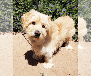 Norfolk Terrier Dogs for adoption in Albuquerque, NM, USA