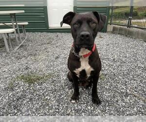 American Pit Bull Terrier-Labrador Retriever Mix Dogs for adoption in Columbus, NC, USA
