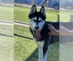 Siberian Husky Dogs for adoption in Pearland, TX, USA