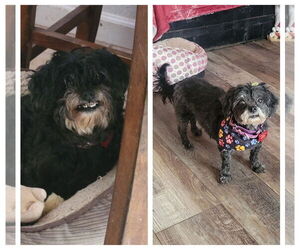Shih Tzu Dogs for adoption in Las Vegas, NV, USA