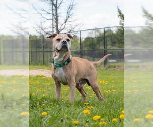 Boxer Dogs for adoption in Derwood, MD, USA