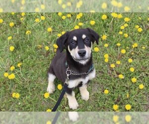 German Shepherd Dog Dogs for adoption in Grasswood, Saskatchewan, Canada