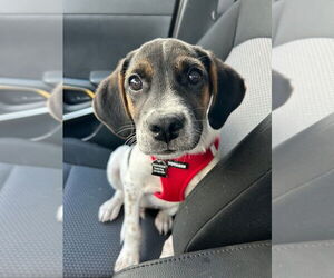 Beagle-Unknown Mix Dogs for adoption in Mundelein, IL, USA