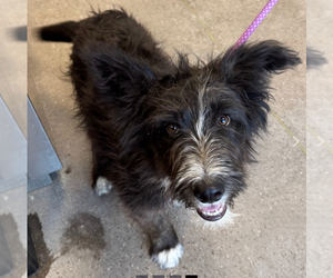 Mutt Dogs for adoption in Vail, AZ, USA