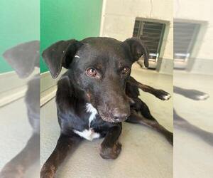 Chihuahua-Unknown Mix Dogs for adoption in Visalia, CA, USA