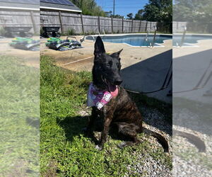 Dutch Shepherd -Unknown Mix Dogs for adoption in Imlay City, MI, USA