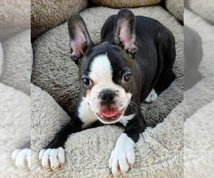 Faux Frenchbo Bulldog Dogs for adoption in Phelan, CA, USA