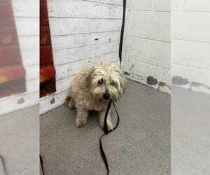 Poodle (Miniature)-Unknown Mix Dogs for adoption in San Bernardino, CA, USA