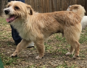 Medium Photo #1 Mutt Puppy For Sale in Denton, TX, USA