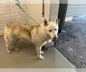 Alaskan Malamute Dogs for adoption in San Bernardino, CA, USA