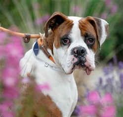 Bulloxer Dogs for adoption in Salinas, CA, USA
