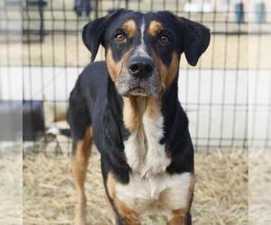 Mutt Dogs for adoption in San Antonio, TX, USA