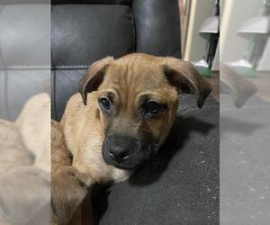 Pug-Unknown Mix Dogs for adoption in San Antonio, TX, USA