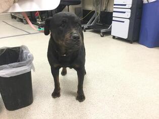 Rottweiler Dogs for adoption in Riverside, CA, USA