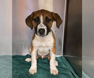 Rottweiler-Unknown Mix Dogs for adoption in Rancho Cucamonga, CA, USA
