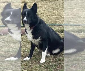 Border Collie-Unknown Mix Dogs for adoption in Incline Village, NV, USA