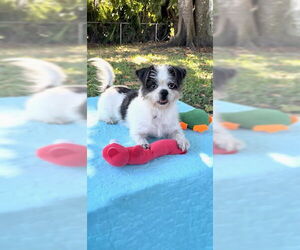 Shih Tzu Dogs for adoption in Weston, FL, USA