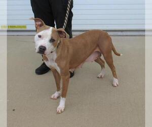 American Pit Bull Terrier-Unknown Mix Dogs for adoption in Louisville, KY, USA