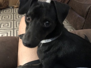 Medium Photo #1 Chiweenie Puppy For Sale in Houston, TX, USA