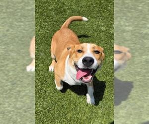 American Pit Bull Terrier-Siberian Husky Mix Dogs for adoption in Downey, CA, USA