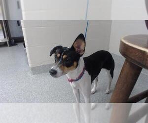 Rat Terrier-Unknown Mix Dogs for adoption in Pasadena, TX, USA