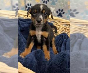 Australian Shepherd Dogs for adoption in Rosenberg, TX, USA