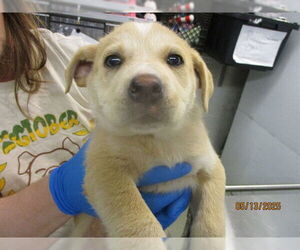 German Shepherd Dog-Unknown Mix Dogs for adoption in Oklahoma City, OK, USA