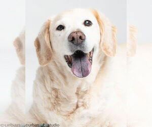 Labrador Retriever-Unknown Mix Dogs for adoption in Tampa, FL, USA