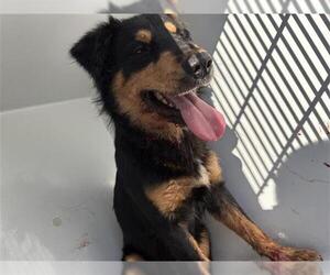 Australian Shepherd-Unknown Mix Dogs for adoption in Houston, TX, USA