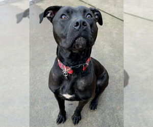 Mutt Dogs for adoption in Sacramento, CA, USA