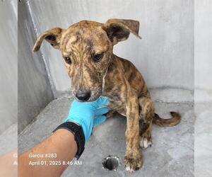 American Staffordshire Terrier-Unknown Mix Dogs for adoption in San Antonio, TX, USA