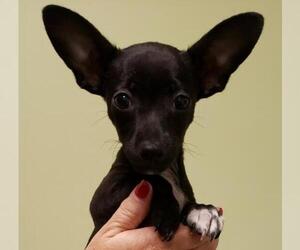 Rat-Cha Dogs for adoption in Royal Palm Beach, FL, USA