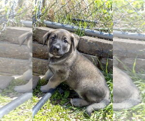 Dutch Shepherd -Unknown Mix Dogs for adoption in Estherville, IA, USA
