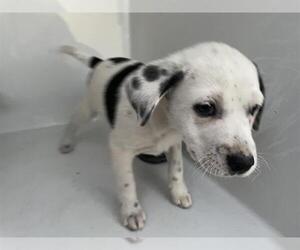 Medium Photo #1 Labrador Retriever-Unknown Mix Puppy For Sale in Houston, TX, USA