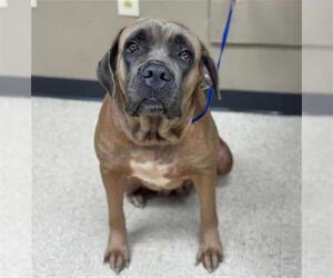 Mastiff Dogs for adoption in Conroe, TX, USA