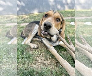 Bluetick Coonhound Dogs for adoption in Hoisington, KS, USA