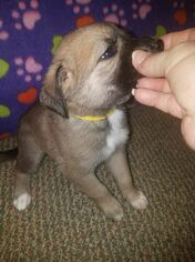 Medium Photo #1 Labrador Retriever-Unknown Mix Puppy For Sale in Sheboygan, WI, USA